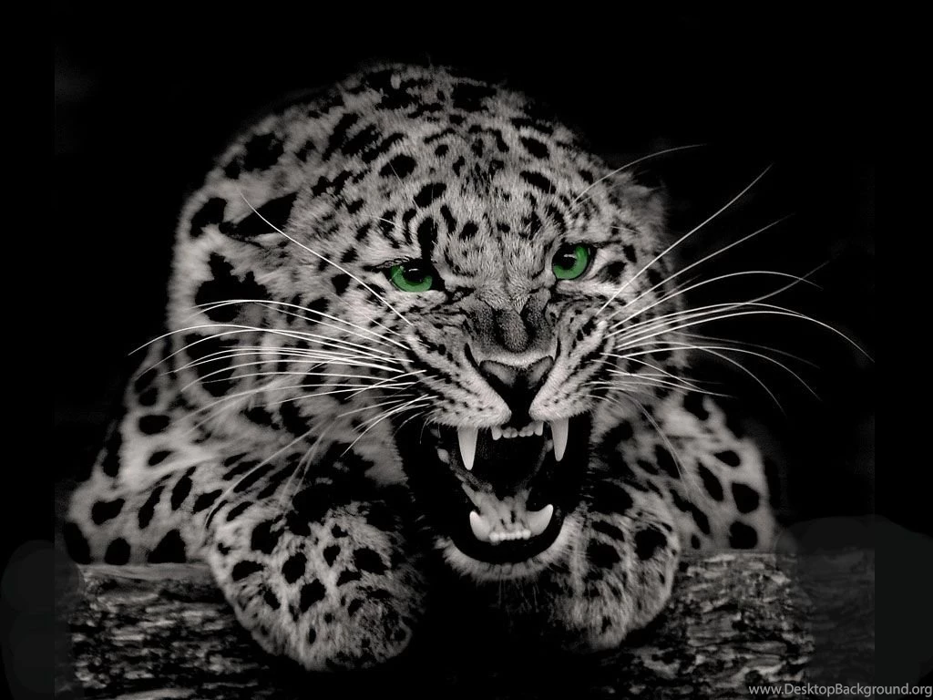 Wallpapers Big Cats Leopards Animals Image