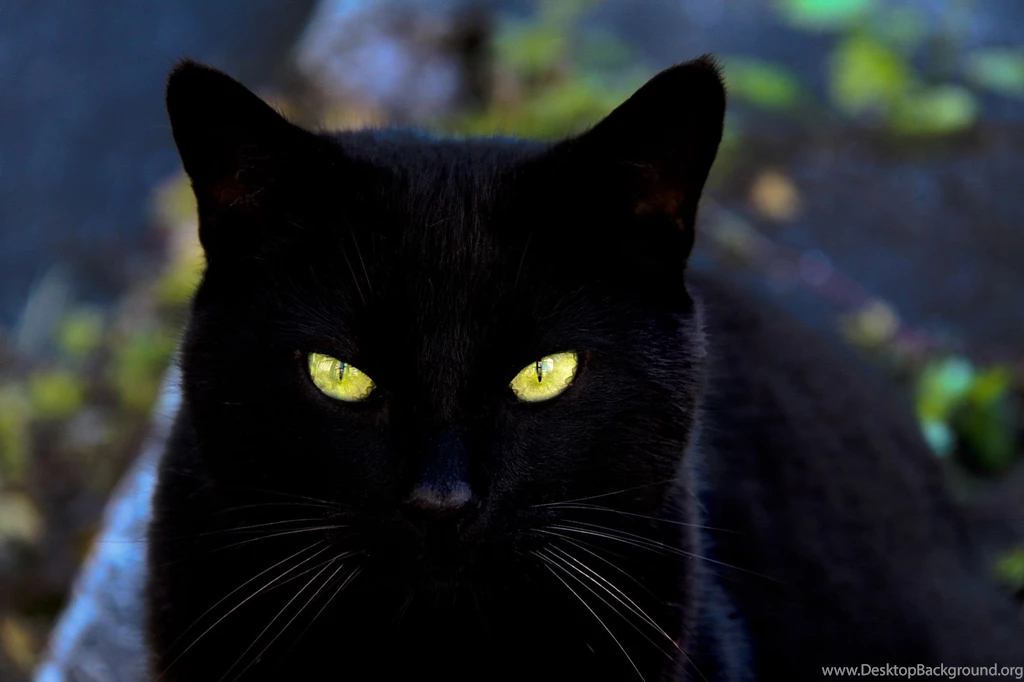 Black Old Cat Wallpapers ImgMob