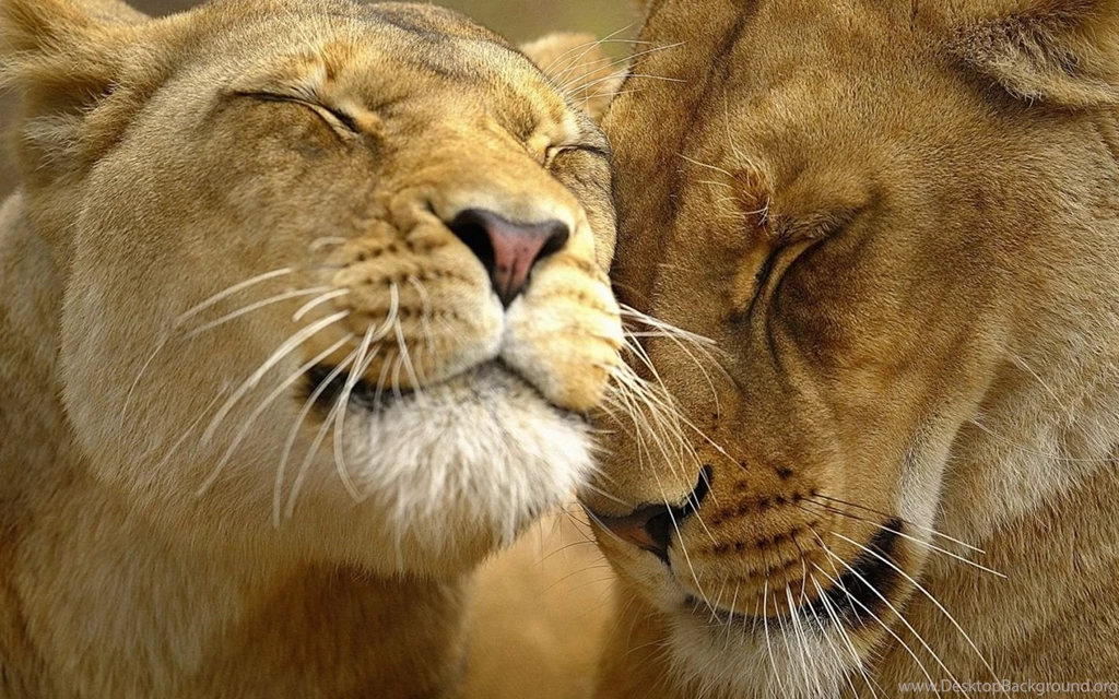 Lions In Love Wallpapers Big Cats Animals Wallpapers
