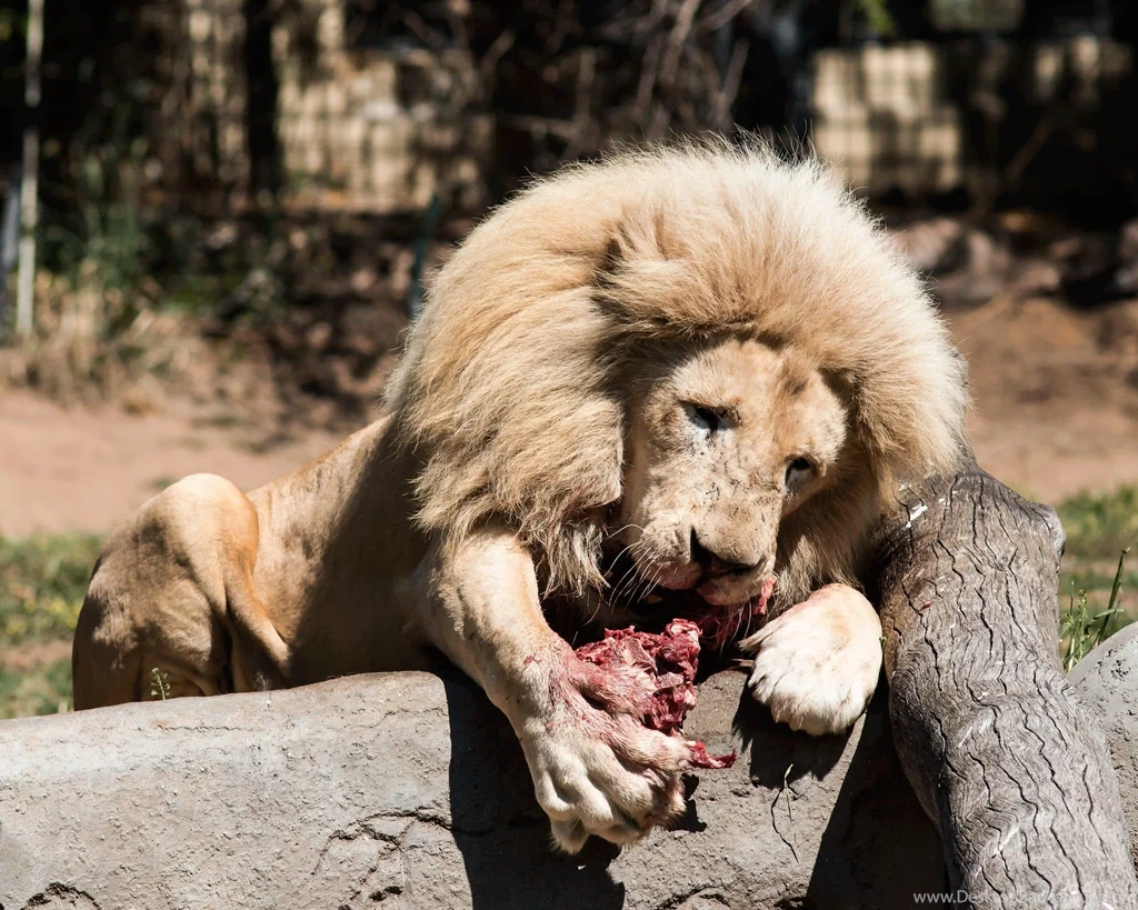 Big Cats Wallpapers HD For Desktop And IPhone