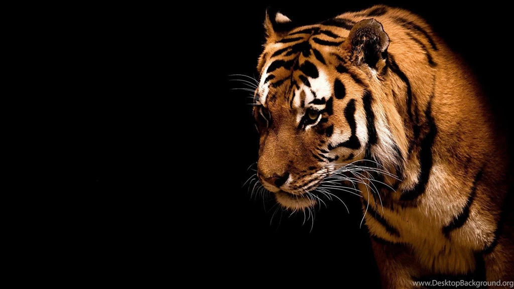 Big Cat (