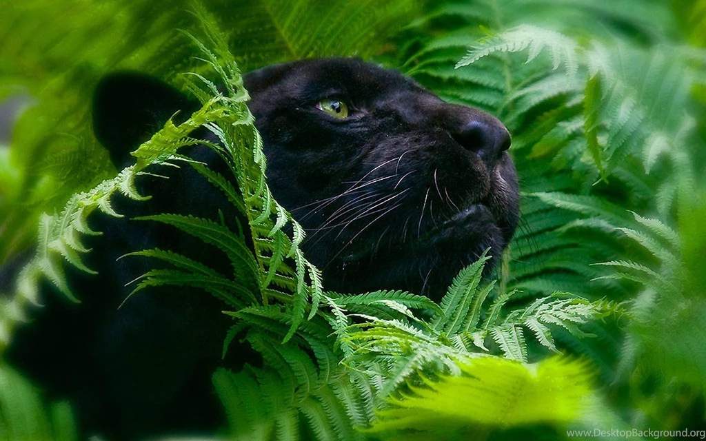 603021164 big cats.jpg