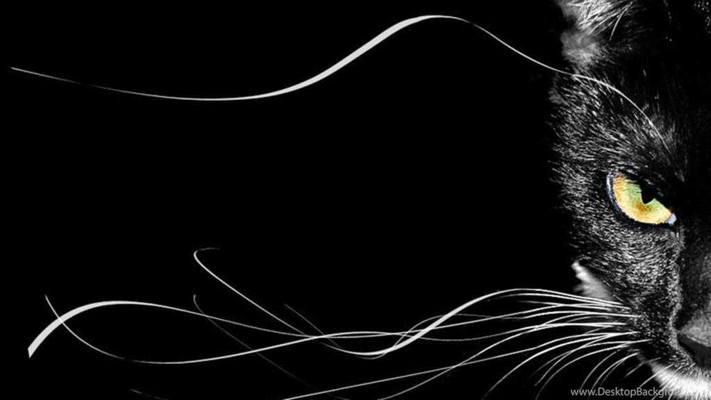 Black Cat Backgrounds Wallpapers E350J HD Wallpapers