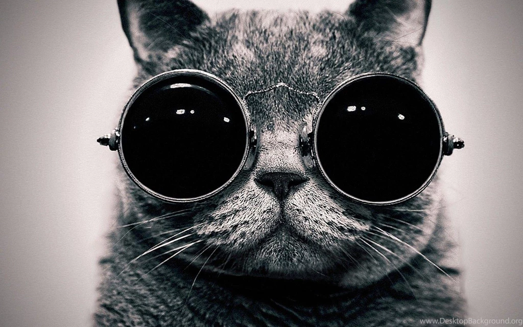 Funny Black Cat Uhd Wallpapers Ultra High Definition Wallpapers ...
