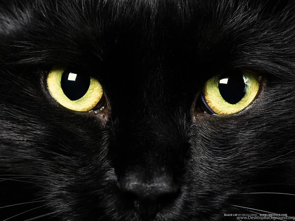 Black Cat Eyes Yellow Wallpapers