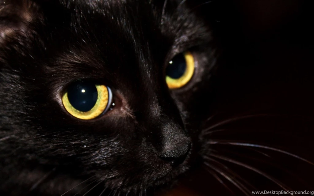 Up Black Cat