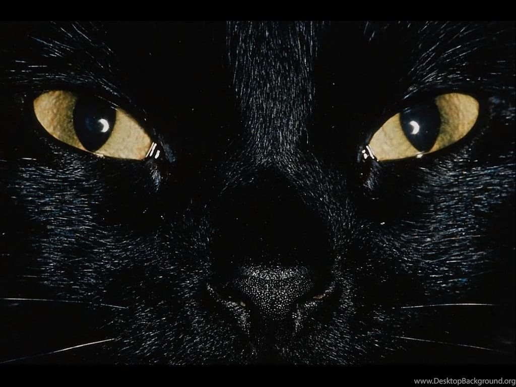 Free Wallpapers Close Up Image Black Cat Head Wallpapers