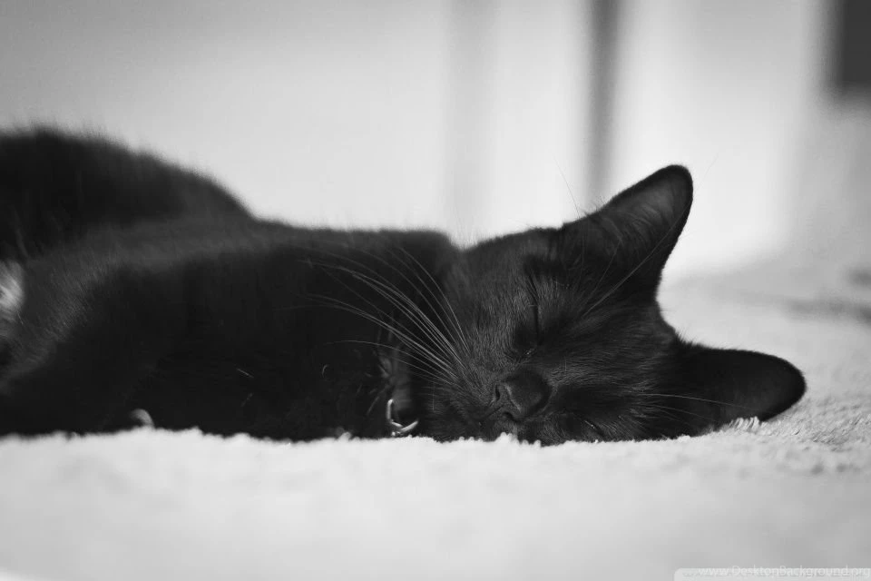 Black Cat HD Desktop Wallpapers : Widescreen : High Definition ...
