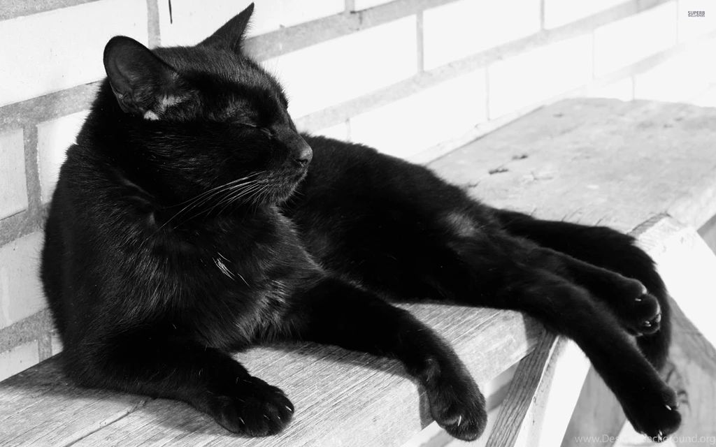 Black Cat Wallpapers Animal Wallpapers