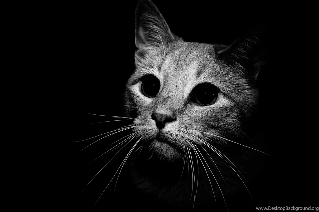 Black Cat With Green Eyes Wallpapers