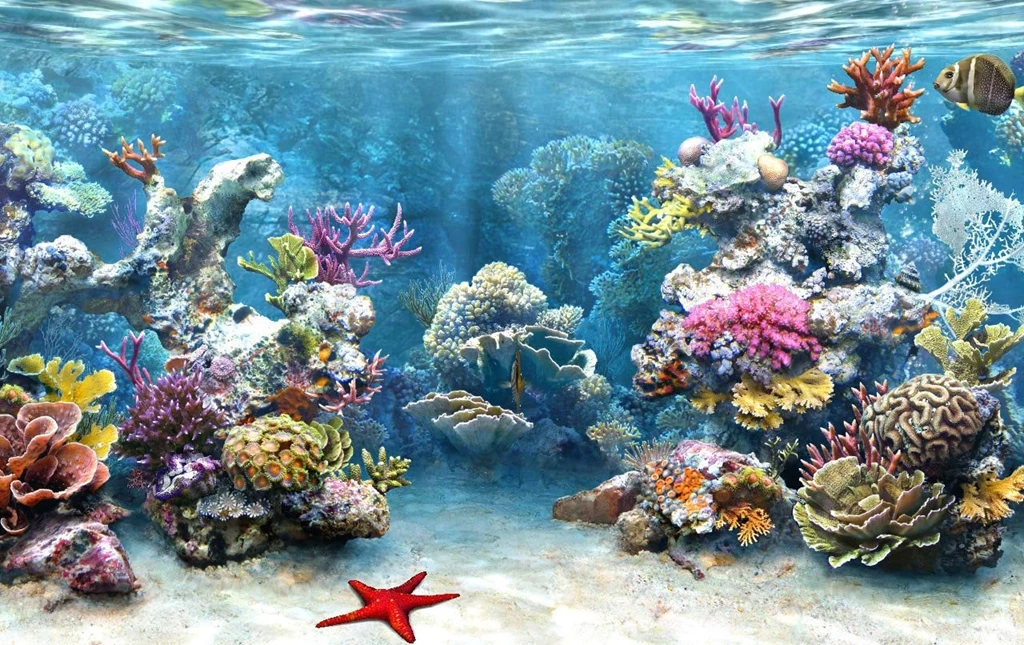 Bleached Coral Reefs Bounce Back