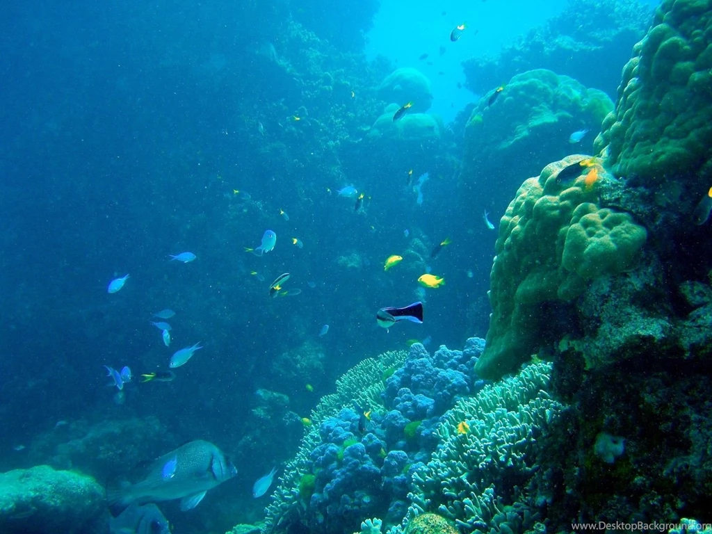 Ocean Fish Underwater Coral Reef Great Barrier Reef Wallpapers ...