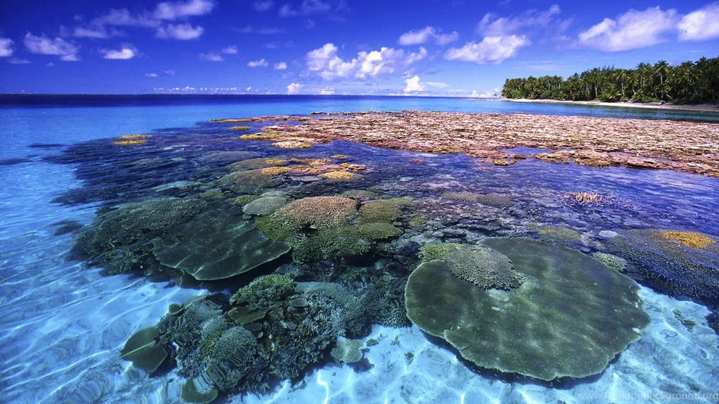 Coral Reef Wallpapers
