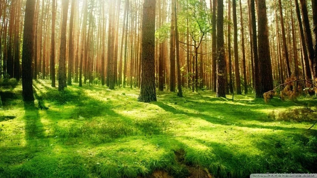 Beautiful Forest Scenery HD Desktop Wallpapers : Widescreen : High ...