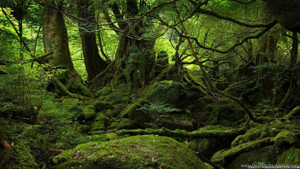 175 "Nature" HD Wallpapers