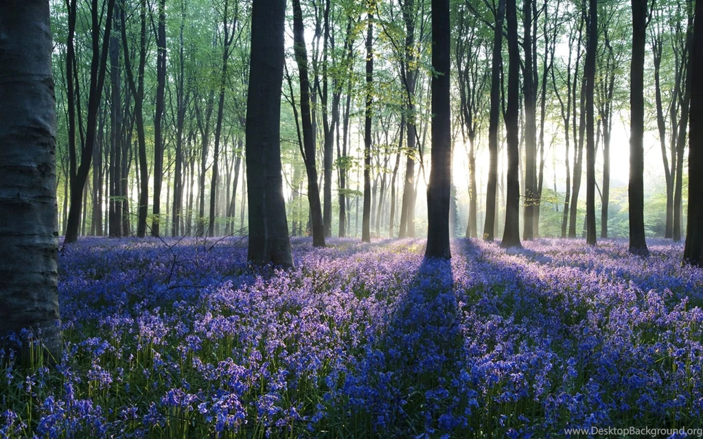 Forest HD Widescreen Wallpapers 4968 HD Wallpapers Site