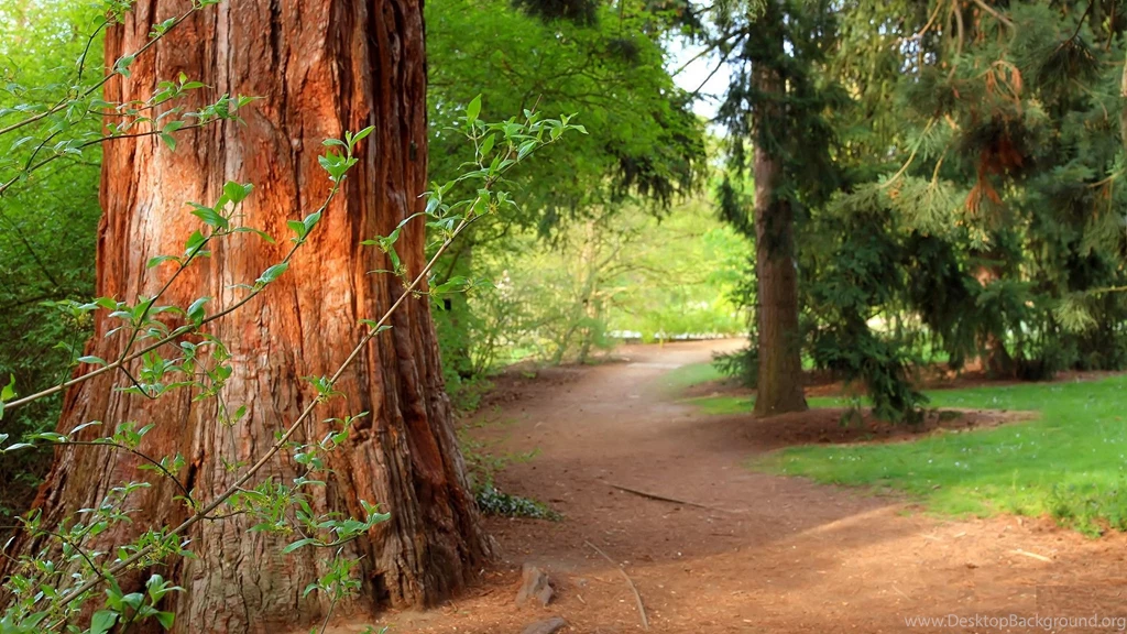 Forest Path HD Wallpapers