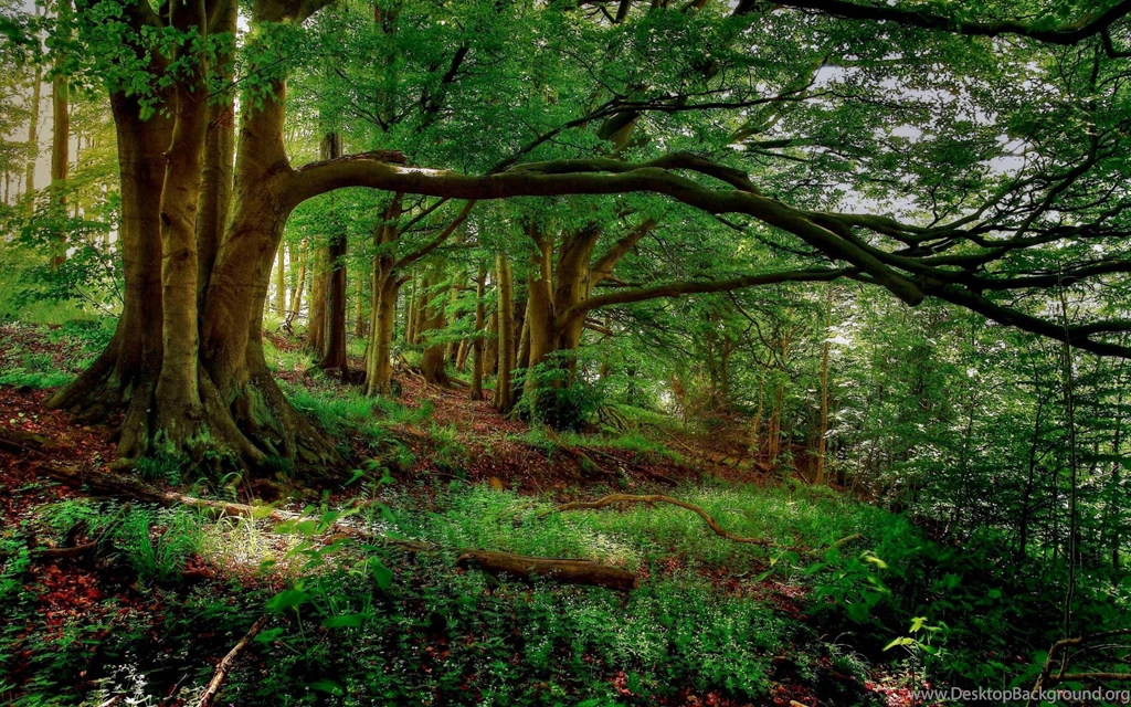 Forest Green Wallpapers HD Widescreen