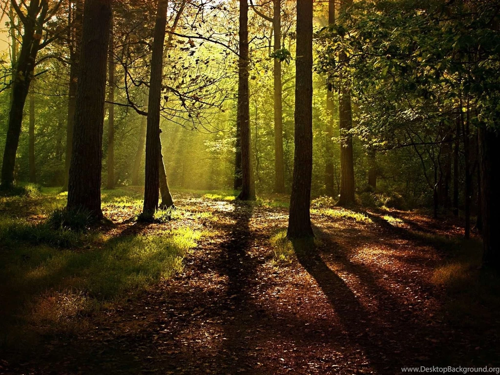 Path In The Forest Wallpapers Widescreen Wallpapers