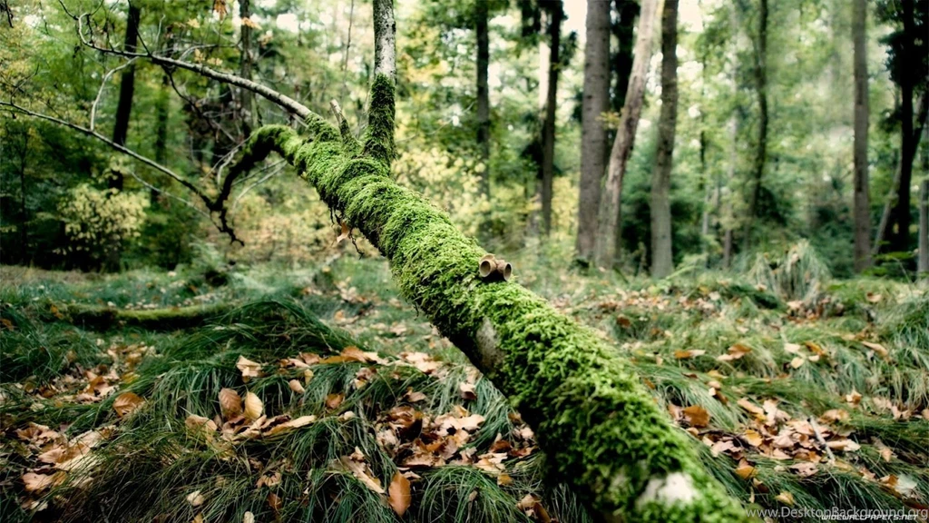 HD Wallpapers Beautiful Forest Nature HD Wallpapers Widescreen For ...