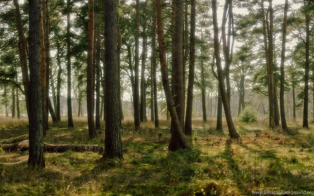 Forest Wallpapers