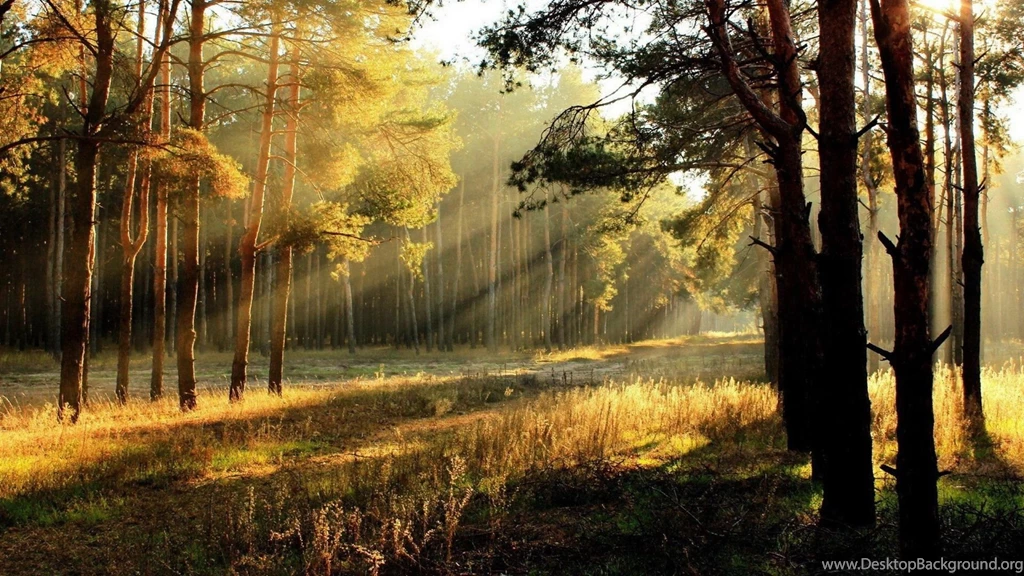 Morning Sunshine Forest Autumn Landscape Widescreen Wallpapers ...