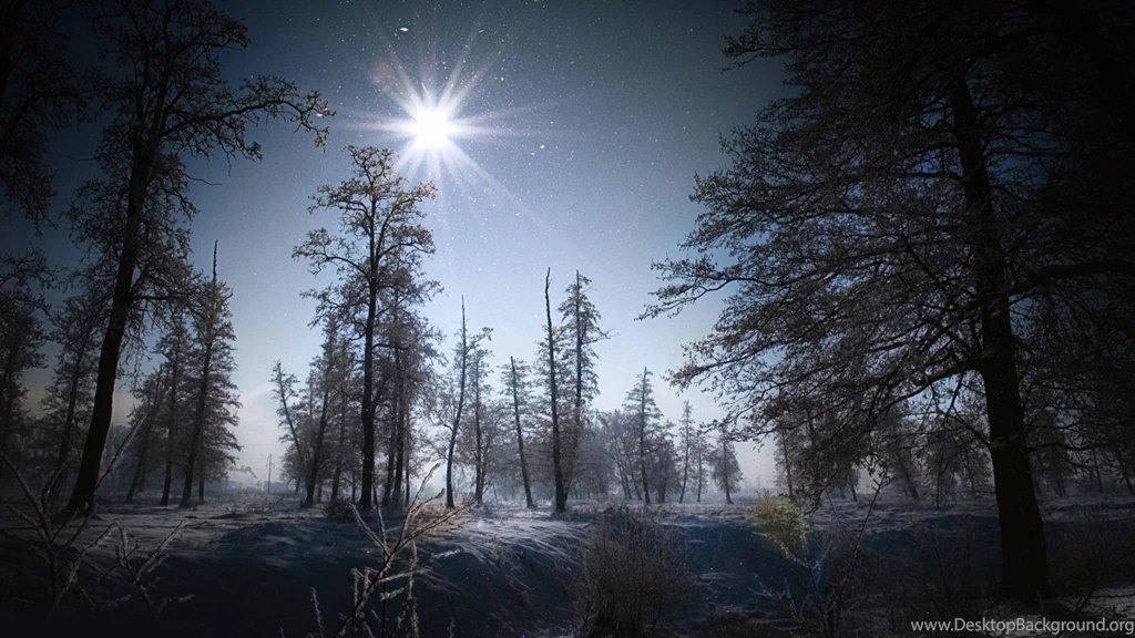 Winter In The Forest Wallpapers Free Wide HD Wallpapers