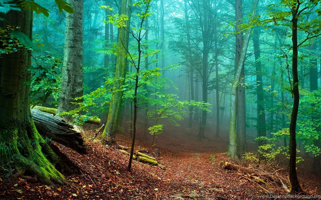Beautiful Forest Wallpapers Widescreen HD 5007   HD Wallpapers Site