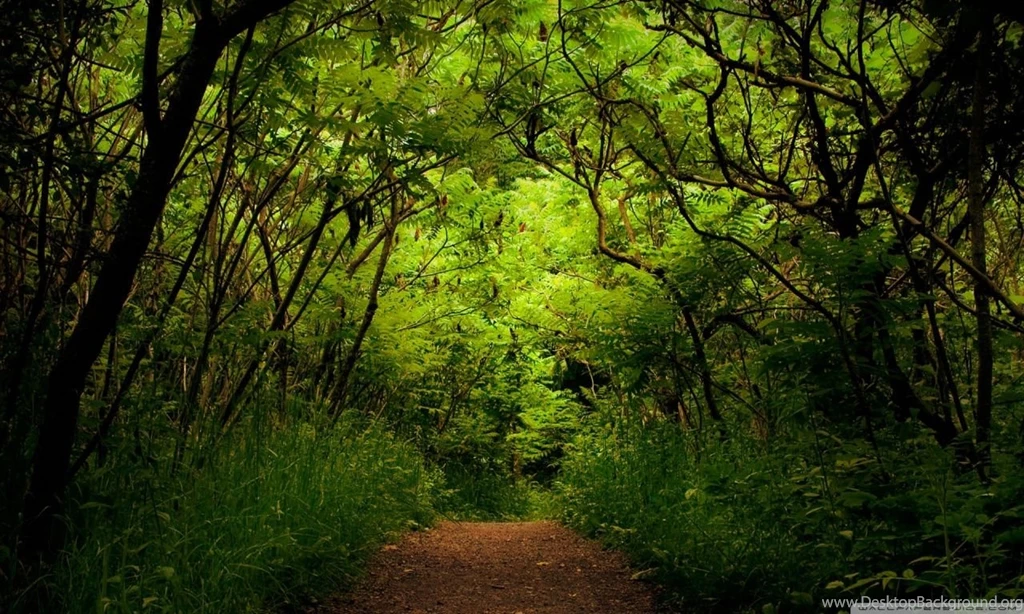 Forest Road 9 HD Desktop Wallpapers : Widescreen : High Definition ...