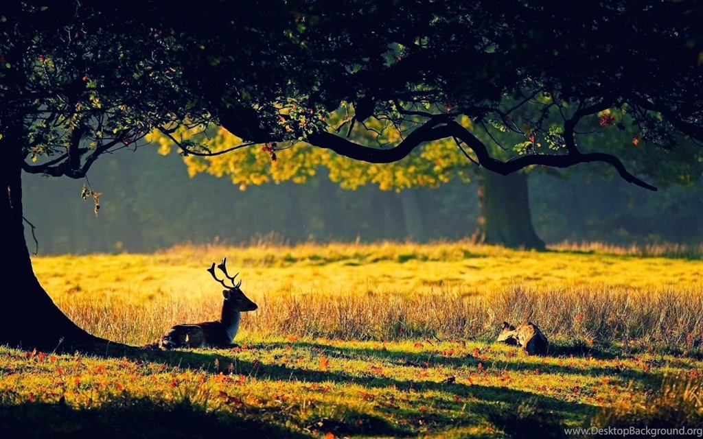 Natural Forest HD 899 Nature HD Desktop Wallpapers
