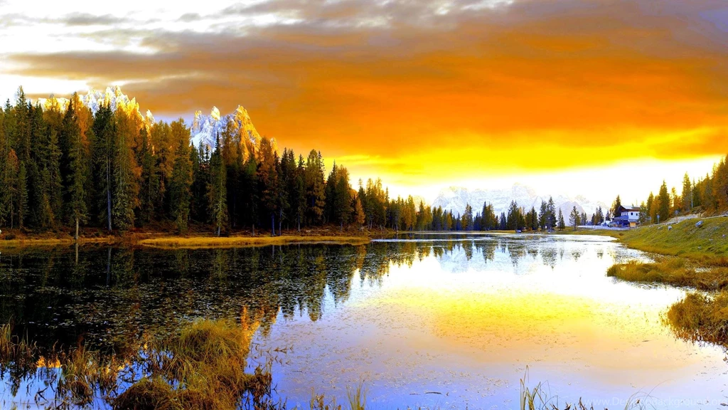 Pine Forest Lake Wallpapers Free