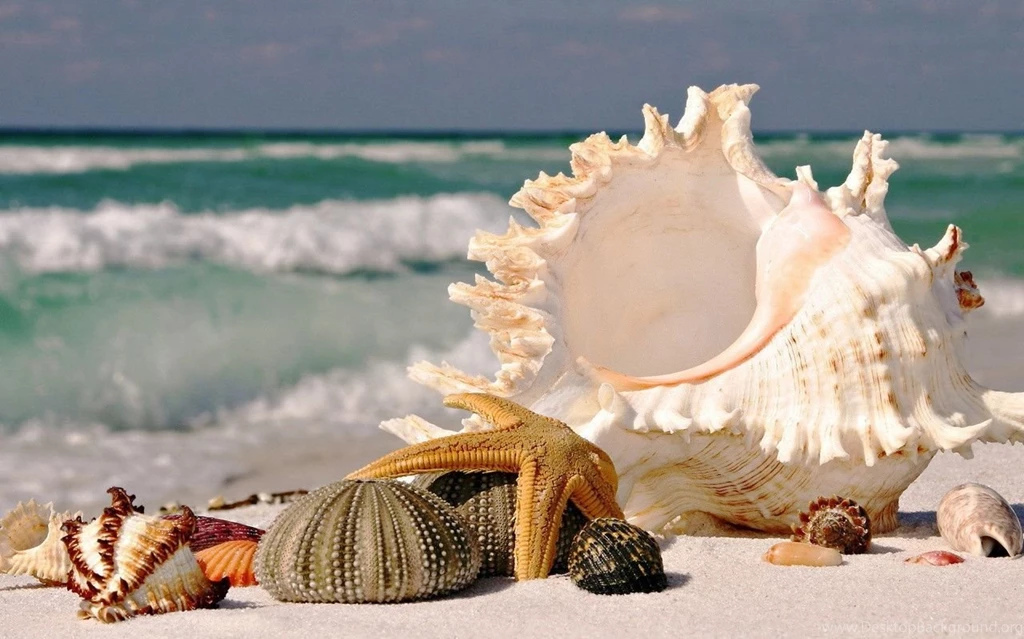 Seashells Wallpapers Wallpapers Cave