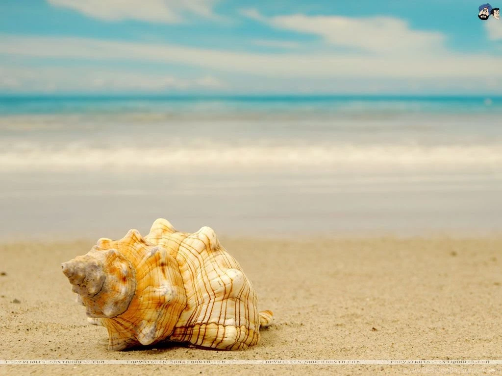 Seashells Wallpapers (39 53)