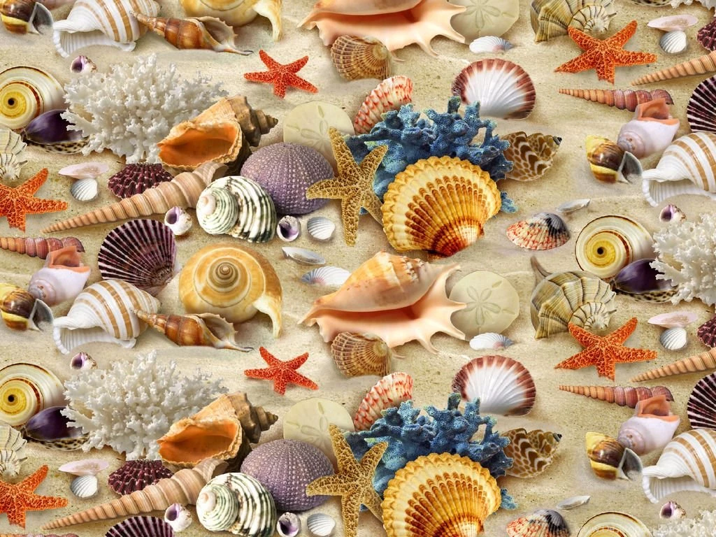 Sea Shells Wallpapers Hd Desktop