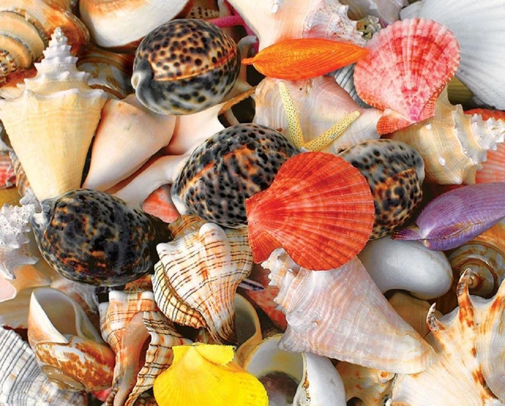 SEASHELLS WALLPAPER   (