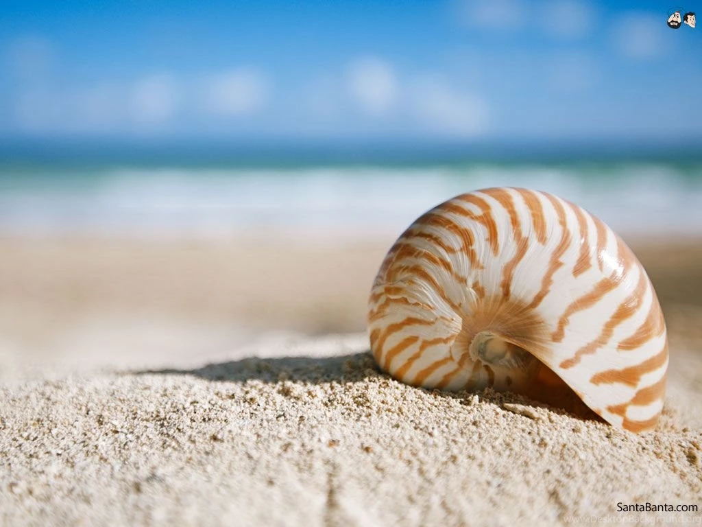 Seashells Wallpapers