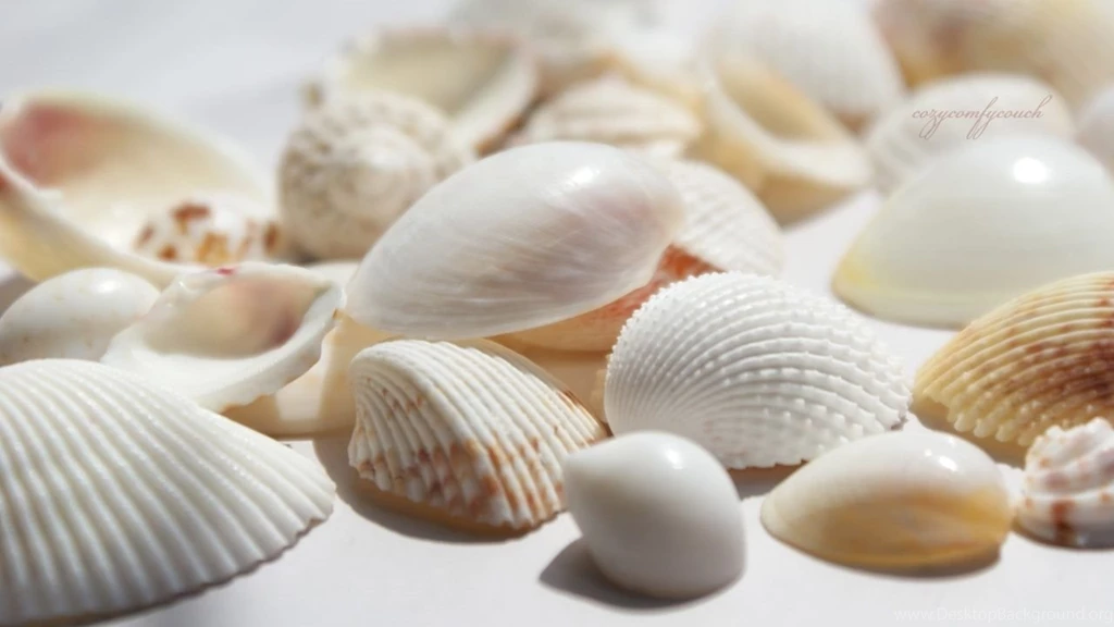Seashells HD Desktop Wallpapers : High Definition : Fullscreen ...