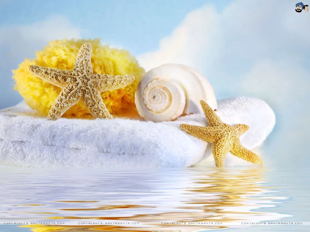 Free Download Seashells HD Wallpapers