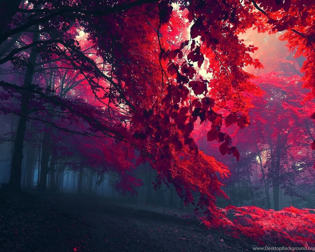 Formula One Wallpapers Hd (36)