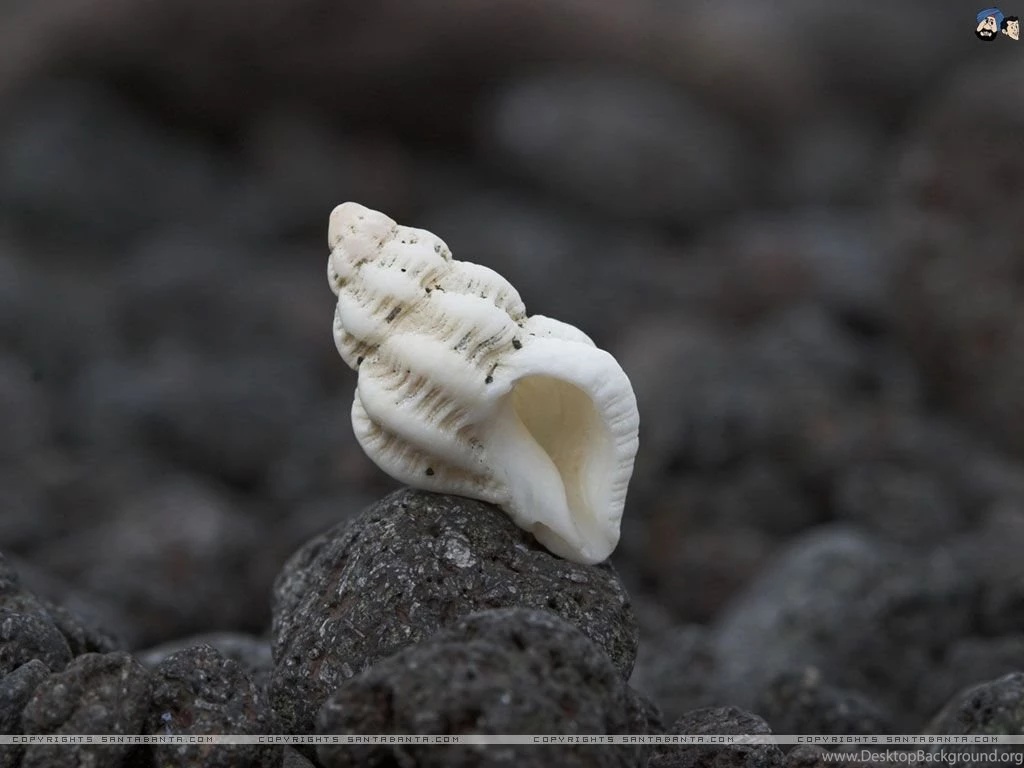 Seashells Wallpapers