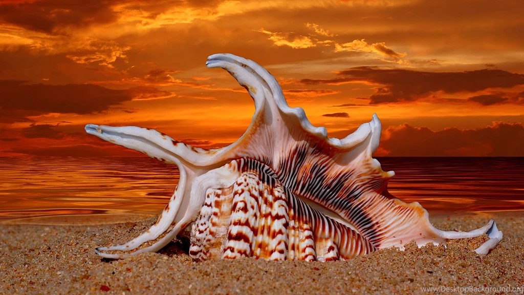 Seashells Wallpapers >> Backgrounds With Quality HD