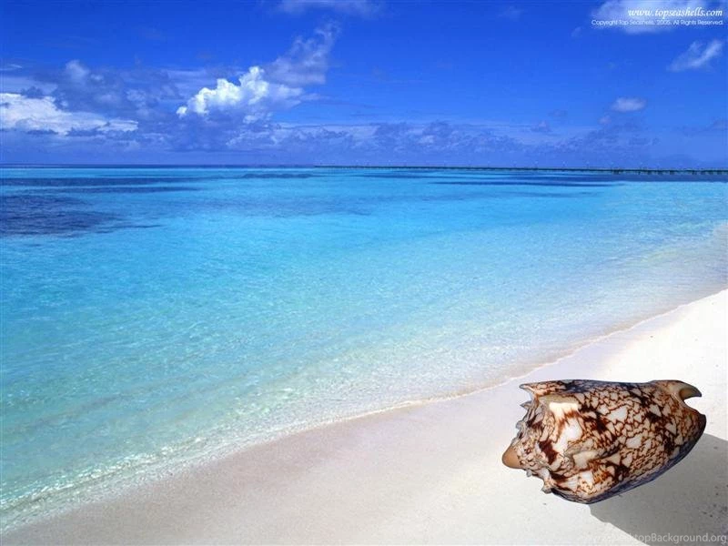 Sea Shell Of Topseashells : Specimen Seashells For Sale For Your ...