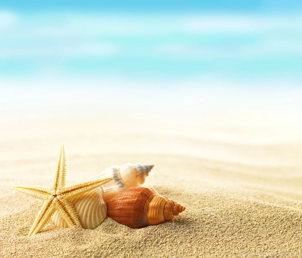 Sea, Beach, Sand, Seashells, Shells, Summer :: Wallpapers