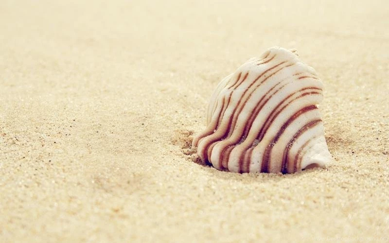 Seashells Seashells 2560x1600 Wallpapers – Seashells Seashells ...