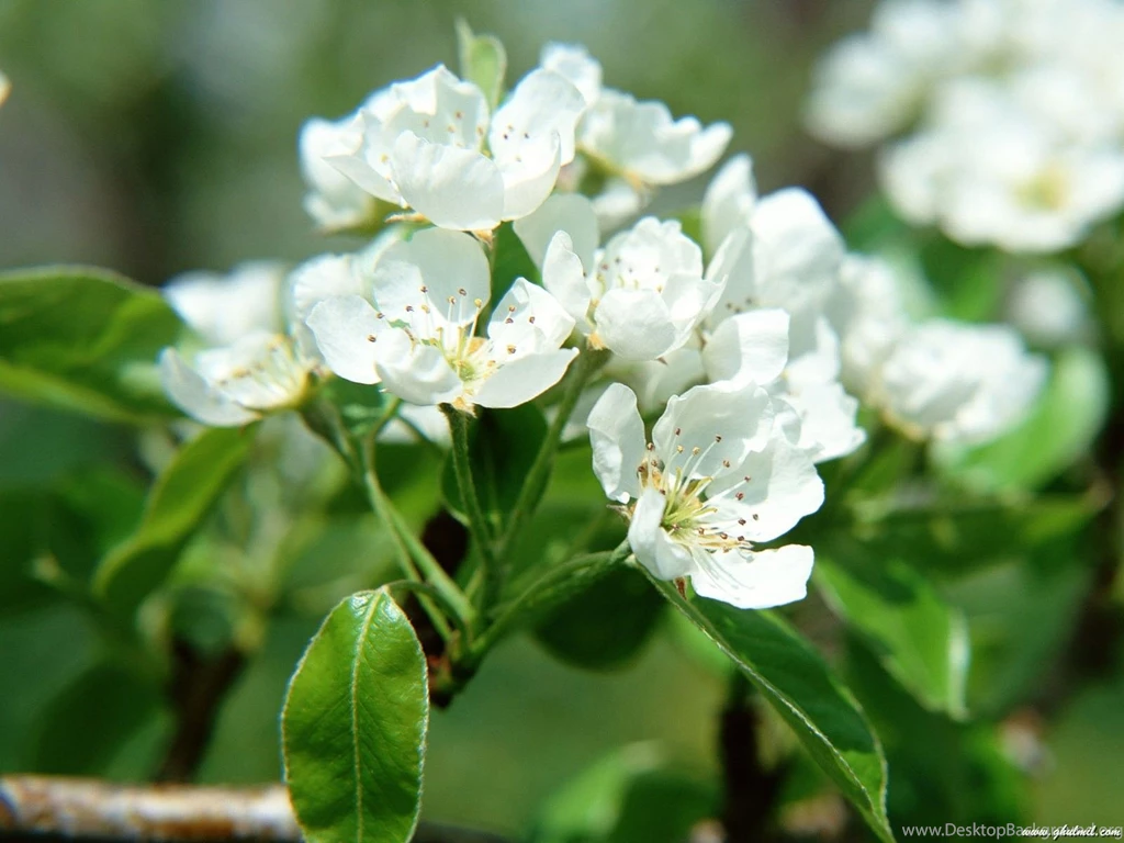 High quality hd white flowers computer wallpaper.jpg