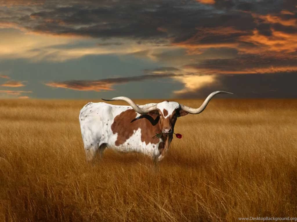 Texas HD Wallpapers