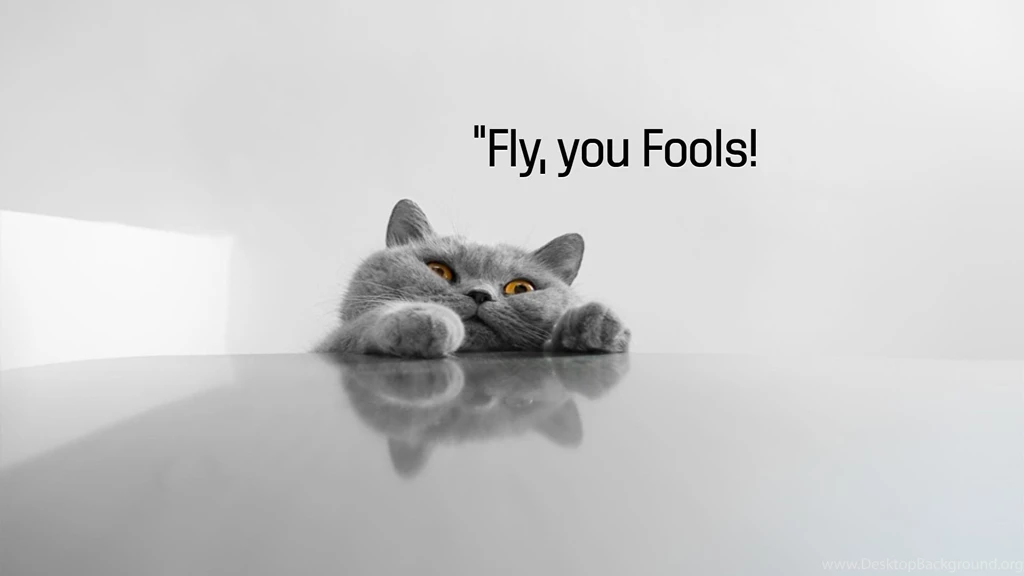 Funny Cat Pictures Sayings Wallpapers HD Wide