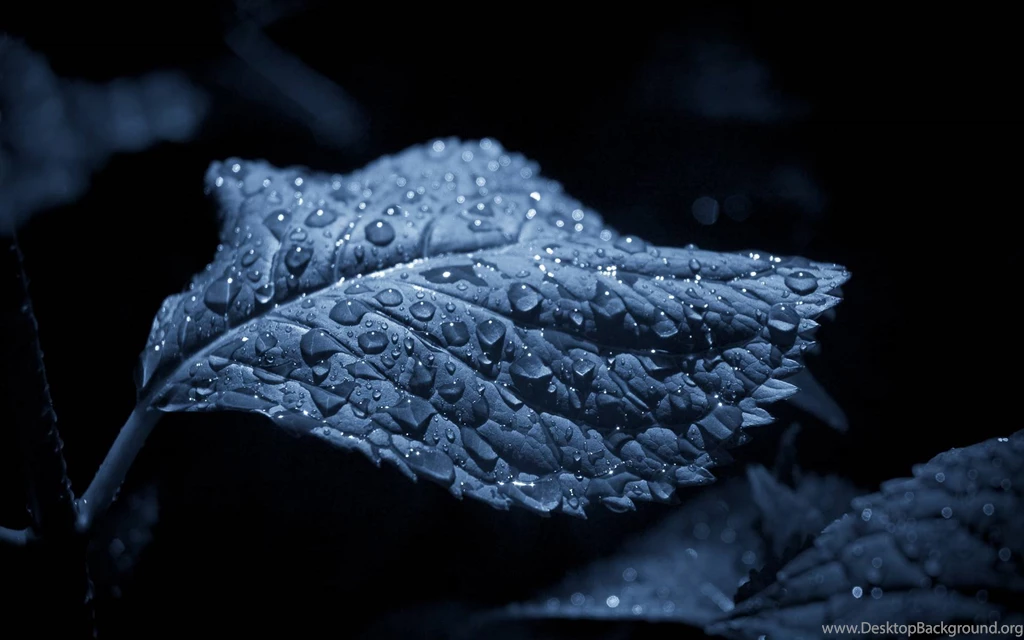 Nature Leaves Water Drops Airena Wallpaperpack Wallpapers   (