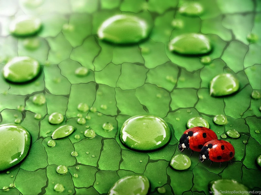Dew Drops Desktop Wallpaper, Dew Drops Images, New Wallpapers