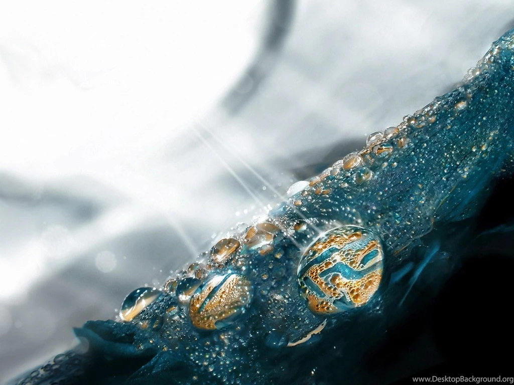 Wallpapers Dew Drops Wallpapers